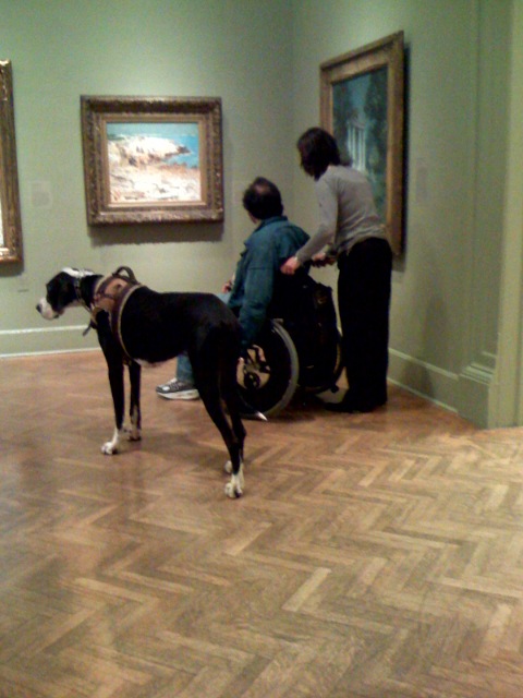 1-museum-dog