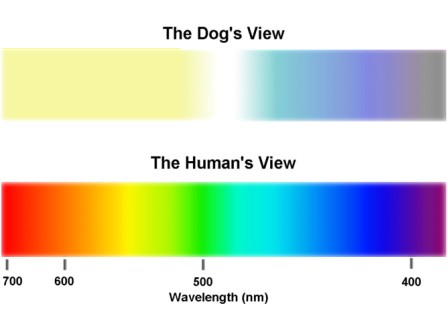 dog-vision-color-spectrum-compared-to-man2