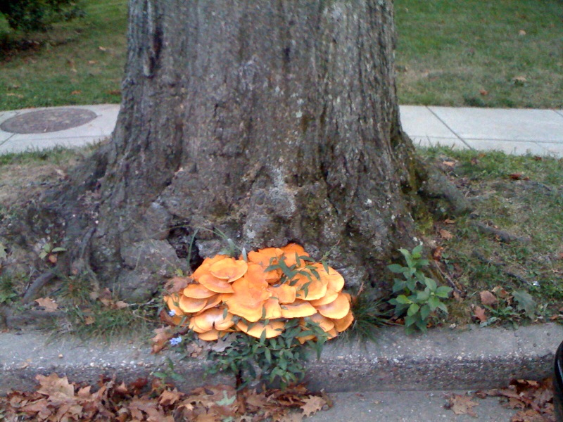 Tree Fungus 1